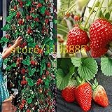 500 pcs climbing strawberry seeds Climbing Red Strawberry Seeds With SALUBRIOUS TASTE * NON-GMO Stra