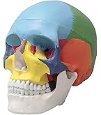 高品質 オポッサムの頭骨 ★ Lサイズ 標準型頭蓋モデル 人体模型 11-2020-00 日本スリービー