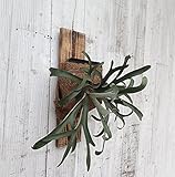 【ノーブランド品】コウモリラン：プラティセリウム アルシコルネ マダガスカル板付き吊仕立て