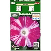 Amazon | サカタのタネ 実咲花6008 朝顔 暁の舞 00906008 | 花