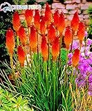 Hot Sales! 10 Pcs/lot Kniphofia Flower Seeds Red Hot Pokers-plants torch Lily Pretty Long Blomming F