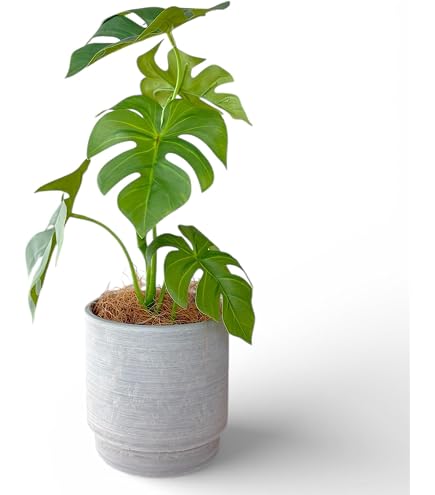 Amazon｜光触媒観葉植物 トネリコ1.8〔フロアタイプ〕 インテリア