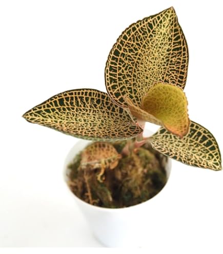Amazon｜ジュエルオーキッド,tridax red｜観葉植物 オンライン通販