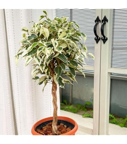 Amazon | 超希少☆ベンジャミン・ブラック／150cm前後（10号プラ）鉢