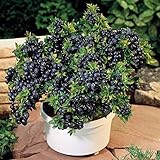 100 seeds/pack Blueberry seeds Bonsai Edible fruit seed, Indoor, Outdoor Available