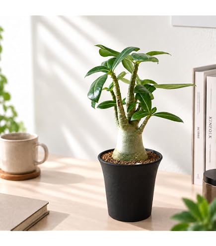 Amazon.co.jp: g68 アデニウム ドワーフ タコ足 塊根植物 アラビカム