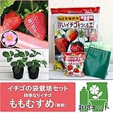 イチゴの袋栽培セット：ベルポットとイチゴ苗／ももむすめ（桃娘） ノーブランド品