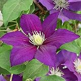 クレマチス：業平（なりひら）3.5号ロングポット[3年生苗]（パテンス系） ノーブランド品