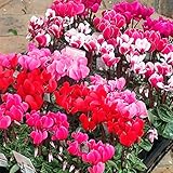 ガーデンシクラメン(ミニシクラメン）：花色ミックス3号ポット6株セット