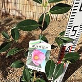 椿 苗木 太郎冠者椿 13.5cmポット苗 たろうかんじゃつばき ツバキ 苗 つばき