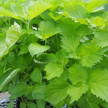 無農薬育成ケール5株 ❕☆大苗 すぐ収穫可能です☆　わさび菜苗プレゼント☆ Amazon.co.jp 人気ギフトランキング: 野菜の苗 で、ギフトの設定を使用