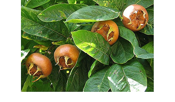 Amazon Co Jp Rws 100本物のビワの種セイヨウカリン 共通びわの種 忘れobs ホーム キッチン