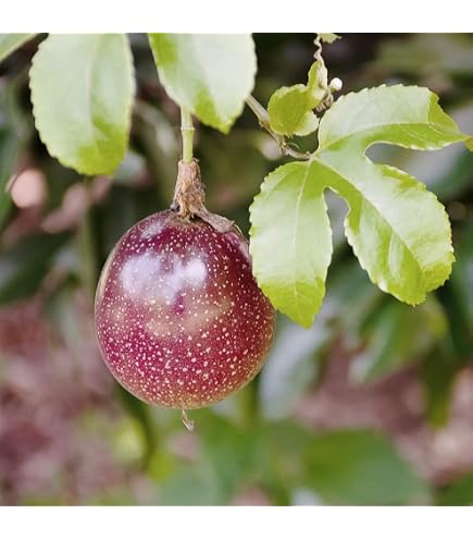 Amazon｜沖縄県産 紫種芋 紫島らっきょう種 20本｜観葉植物 オンライン通販