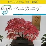 SAFLAX - 鉢植えセット - ベニカエデ - 20 個の種。- ミニプラスチックグリーンハウス、鉢植え用土壌、鉢×2個を含みます - Acer rubrum