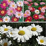 100除虫菊DAISY種子天然蚊忌避簡単栽培ハーブの種