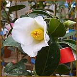 椿(ツバキ)の苗木 初嵐