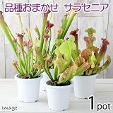 (食虫植物)サラセニア 品種おまかせ 4号(1鉢) [生体]