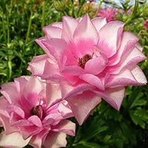 Amazon.co.jp: 予約販売 ラナンキュラス ラックス 苗 ヘラ 10.5cm