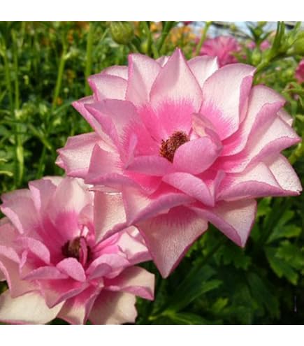 Amazon.co.jp: ラナンキュラスラックス ディオネ 発芽苗 希少苗 購入前