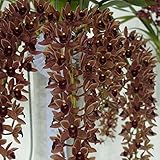 シンビジューム：フォアゴットンフルーツ2.5号ポット[下垂性デボニアナム交配種 ミツバチ誘引蘭] ノーブランド品