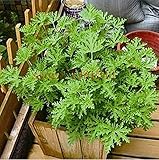 100個riddexの植物の種子モスキート撥グラス蚊バスタースウィートグラス。ガーデン＆ホーム盆栽プラント。屋内植物