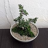 盆栽セット：長寿梅（チョウジュバイ） ノーブランド品