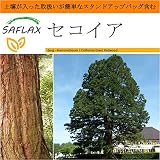 SAFLAX - Garden in the Bag - セコイア - 50 個の種。- 取扱いが簡単なスタンドアップバッグに栽培用土壌が入っています - Sequoiadendron gigante