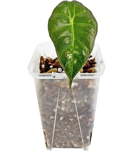 Amazon｜アンスリウム ワロクアーナム 3.5号 アーバンジャングル