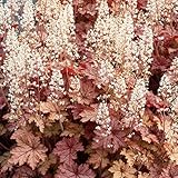 【宿根草】ヒューケレラ「ハニー・ローズ」