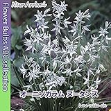 ◆【ガラスの花】オーニソガラム　ヌータンス10球【オランダからの花便り】【秋植え球根】
