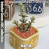 アンティーク陶器ナンバープレートスクエア 多肉植え (イエロー・雅楽の舞)