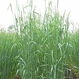 【種 14kg】 ライムギ ライ麦 R-007 中晩生 畑作 緑肥 雪印種苗 米S代不