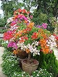 10個入りミックス色「ブーゲンビリアをSpectabilis WILLD「種子盆栽花植物の種子の花フラワーポットプランター