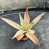 多肉植物：アガベ デスメティアナ ベネズエラ錦 S*葉に傷あり