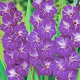 国華園　春植え球根 グラジオラス 特大球 ビオレッタ外 15球【※発送が国華園からの場合のみ正規品です】