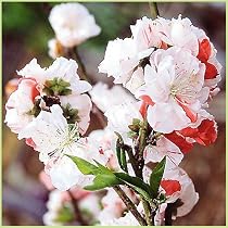 Amazon | 北山ナーセリー花桃の苗木 立ち源平桃(咲き分け Amazon | 北山ナーセリー花桃の苗木 立ち源平桃(咲き分け