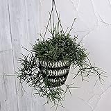 リプサリス：ピロカルパ5号吊鉢[フロストシュガー・細い茎がたくさん垂れ下がる観葉植物] ノーブランド品