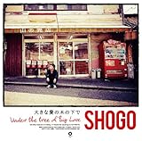 �傫�Ȉ��̖؂̉���