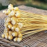 DC ドライフラワー 枯れないお花 ハッピーフラワー 天然素材 木の実 ナチュラル色 母の日 父の日 記念の日 誕生日 ギフト 約100本セット (ホワイト)