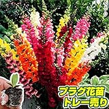 国華園　プラグ花苗 切花向き金魚草ミックス 1トレー70本入り【※発送が国華園からの場合のみ正規品です】