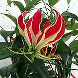 グロリオサ・ロスチャイルディアナ（赤に黄）アンドン仕立て6号鉢植え ノーブランド品