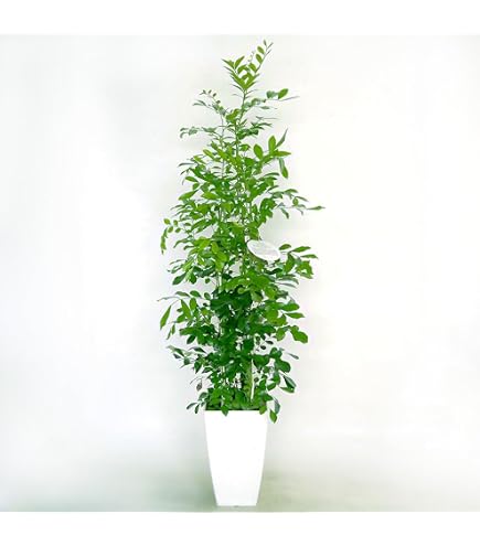 Amazon｜バラ 大苗persuasion｜観葉植物 オンライン通販