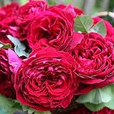 バラ苗 ゴスペル 国産新苗植え替え6号スリット鉢 ハイブリッドティー(HT) 四季咲き大輪　赤系