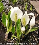 湿地性植物:ミズバショウ(水芭蕉) 12cmポット花芽付き大株仮植え苗【紫桜館山の花屋】