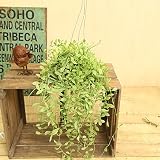 観葉植物：ディスキディア ホワイト*吊り鉢