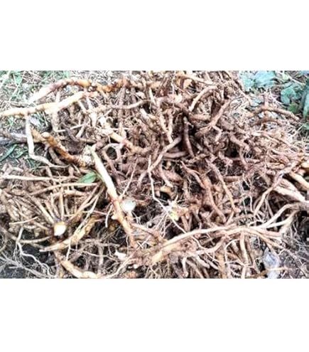 ゆっけ773苗みょうが苗 1000本無農薬山栽培 ゆっけ773苗みょうが苗