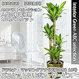 10号鉢・大型 観葉植物 5品種から選べる！鉢カバー・受皿付き！ 【産地直送・ABCセレクト】 (幸福の木・ドラセナマッサン)