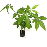 Amazon Co Jp 観葉植物 実生 苗 パキラ 3号ポット 9cm 3つセット 送料別 並行輸入品 Diy 工具 ガーデン