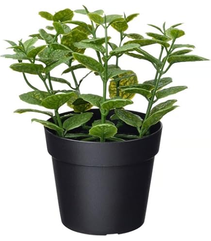 Amazon｜IKEA イケア 人工観葉植物 室内 屋外用 ピレア 9cm m20600888