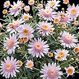 マーガレット：パーカッション　シンバルライトピンク11cmポット 2株セット[アネモネ咲き]